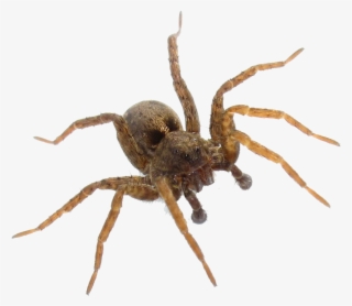 Wolf Spider House Spider