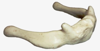 1069 X 626 1 - Bone