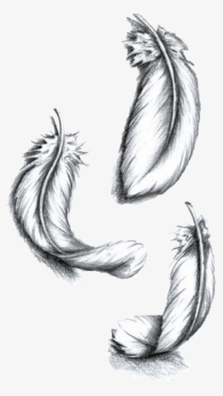 Desenho De Pena Para Tatuagem