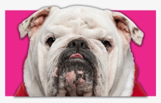 Texas English Bulldogs Breeders - Australian Bulldog