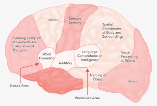 Functions Of The Brain Are Localized To Specific Areas - Diagram