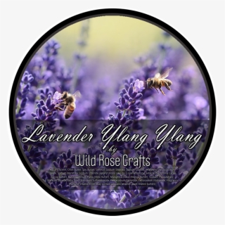 Bee On Lavender Flower