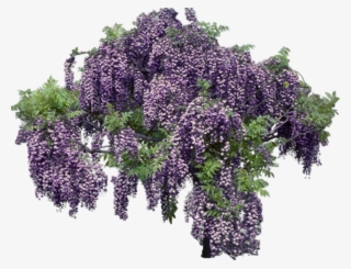 Lavender Transparent Background - Wisteria Transparent Background