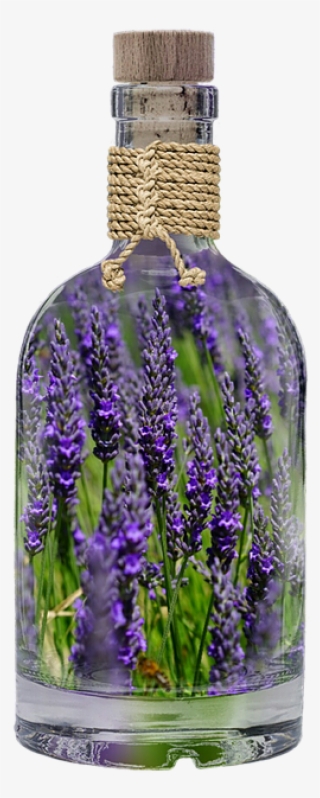 Lavender, Bottle, Plant, Spring, Purple, Nature, Field - Lavender Bottle