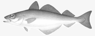 Fish Eat Fish - Coho