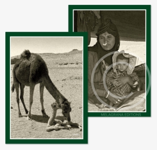 Egyptian Mother Child Camels Notecards - Arabian Camel