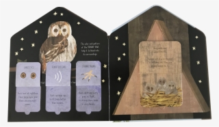 Discover How They Can Provide Much-needed Shelter, - Plywood