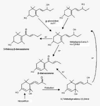 15 Pathways Of Β Damascenone In Grapes And Wine - Diagram