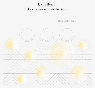 Superwhite 377vc Ingredient Illustration - Diagram