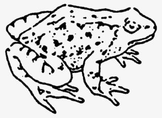 Zoom Frog Rubber Stamp - Colorado River Toad