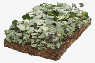 Covergreen Hedera - Common Ivy