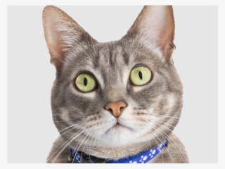 A Holiday Home For Cats - Tabby Cat