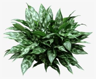 Maria Plant - Houseplant