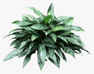 Green Lady Plant - Houseplant
