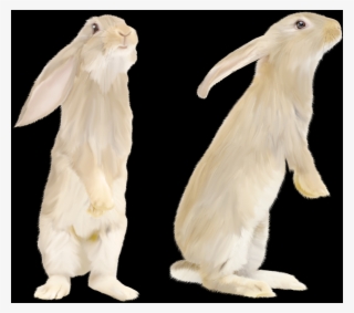 Domestic Rabbit