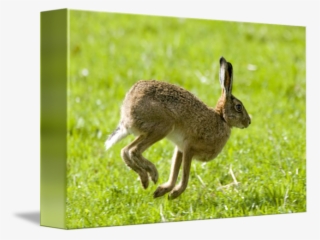 650 X 489 1 - Wild Rabbits