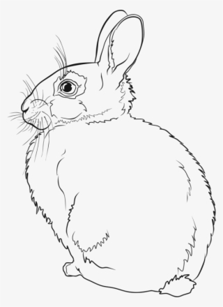 Hare Easter Bunny Rabbit Line Art Drawing - Rabbit Line Art