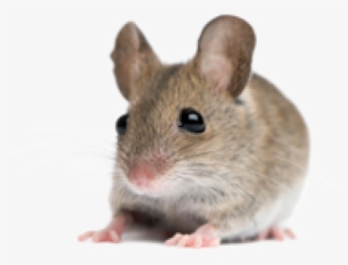 Rat Mouse Png Free Download - Mouse Stock