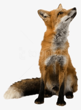 Free Png Fox Png Images Transparent - Fox Png Transparent