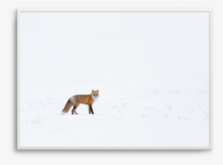 Arctic Fox - Red Fox