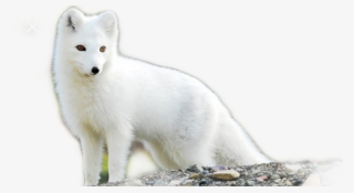 Arctic Fox