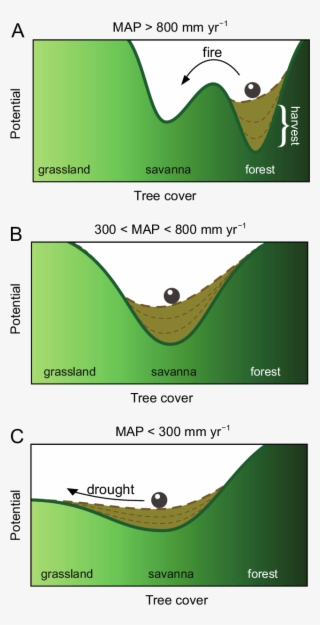 Conceptual Representation Of How Tree Harvest Erodes - Grass