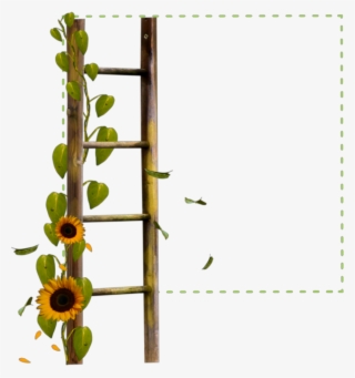 #square #green #frame #ladder #sunflower #flowers #borders - Ladder