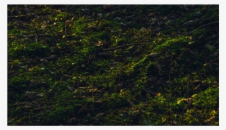 Score 50% - Grass