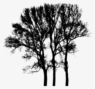 Big Image - Oak