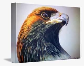 Golden Eagle Pictures - Red-tailed Hawk