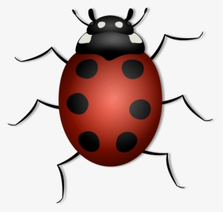June Bug Clip Art Download