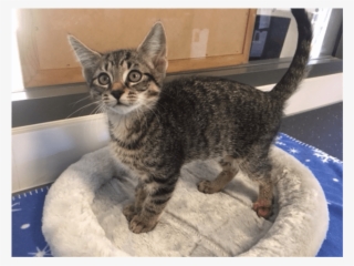 Photo Of Scary Spice - Domestic Short-haired Cat