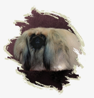 One Of The High Points Of The Kennel Was In February - Langur