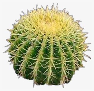 Product Item - Hedgehog Cactus