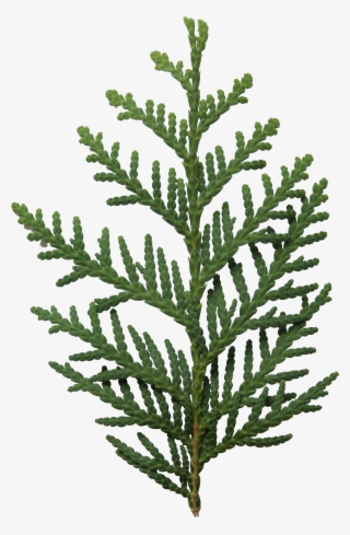 2d Leaves