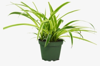 Spider Plant 'reverse' - Houseplant