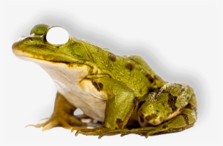 Frog - Characteristics Of Amphibians Animals
