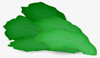 Graphic Library Download Romaine Hamburger Salad Vegetable - Lettuce Clipart