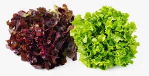 Subtly Sweet Red & Green Oakleaf Lettuce - Red Oak Green Oak