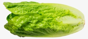 Lettuce - Vegetable