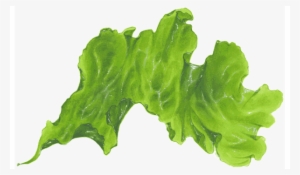 Sea-lettuce - Seaweed Transparent