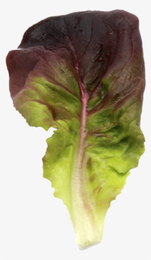 Salanova® Butterhead Red - Cruciferous Vegetables