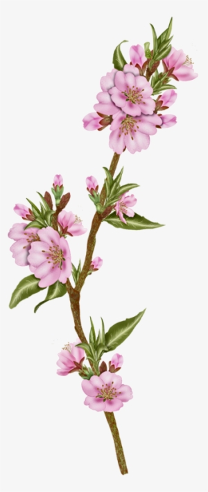 Vector Flowers, Almond - Artificial Flower