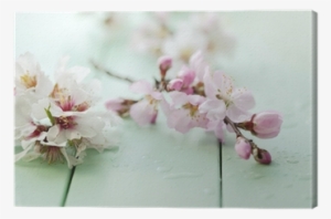 Cherry Blossom Color Palette