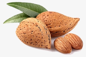 Almond Png - Almond In Png
