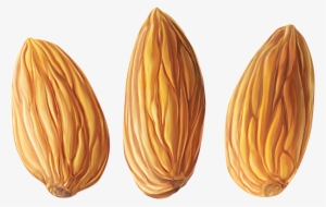Almond Png - Almond Clipart