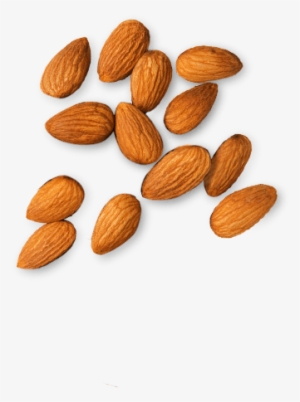 Almond - Almond Top Png