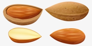 Almonds Png Clip Art - Almonds Clipart