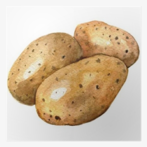 Pommes De Terre En Aquarelle