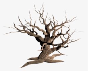 Tree Isolated Dead Plant Weathered Old Mor - Dry Tree Png